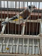 Échange  contre  un parva  . Chante vidio., Dieren en Toebehoren, Vrouwelijk