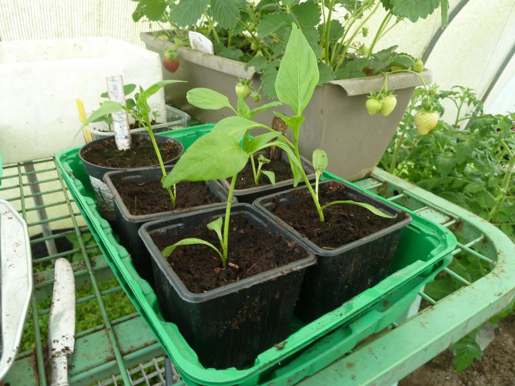 puntpaprikaplantjes, Tuin en Terras, Ophalen, Nieuw