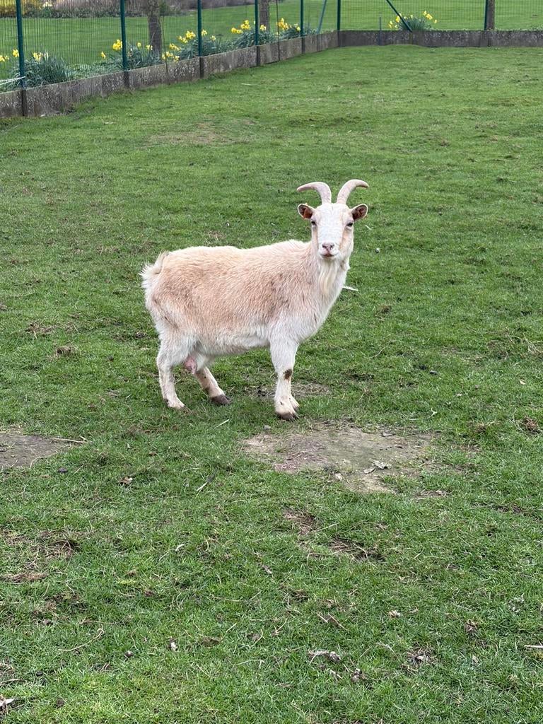 Beige geit, Dieren en Toebehoren, Schapen, Geiten en Varkens, Vrouwelijk, Geit, 3 tot 5 jaar