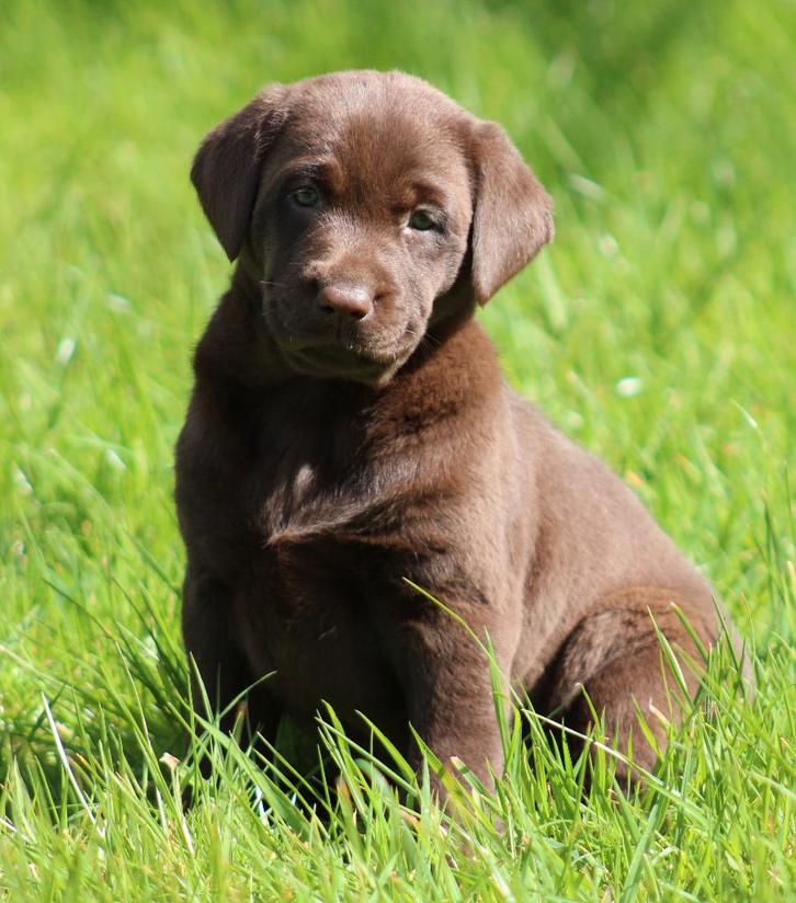 Chiots du Labrador Chocolat , Noir, Animaux & Accessoires, Chiens | Retrievers, Épagneuls & Chiens d'eau, Plusieurs animaux, Labrador retriever