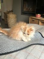 Prachtige Perziische kittens : bont en chinchilla, Meerdere dieren, Gechipt, 0 tot 2 jaar