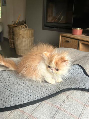 Prachtige Perziische kittens : bont en chinchilla beschikbaar voor biedingen