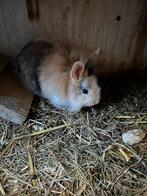 Dwergkonijntjes, Dieren en Toebehoren