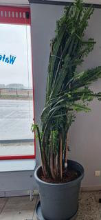 Euphorbia, Huis en Inrichting, Kamerplanten, Ophalen