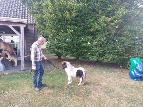 Zeldzaam mooi miniatuur paardje, Dieren en Toebehoren, Pony's, Hengst, A pony (tot 1.17m), 0 tot 2 jaar, Gechipt, Ontwormd