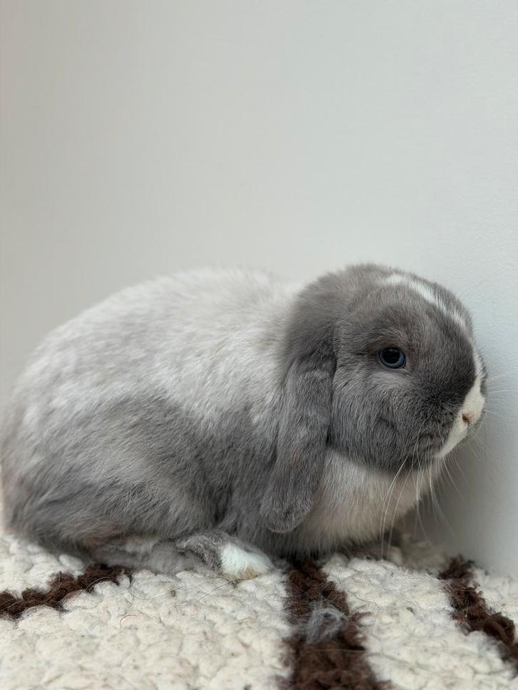 Infirmière Minilop, Animaux & Accessoires, Lapins