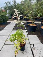 Astilbe thunbergii 'Professor van der Wielen', Vaste Plant, Ophalen, Vaste plant, Volle zon