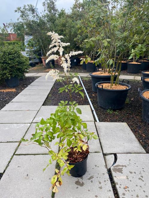 Astilbe thunbergii 'Professor van der Wielen', Vaste Plant, Jardin & Terrasse, Plantes | Jardin, Plante fixe, Plein soleil, Enlèvement ou Envoi