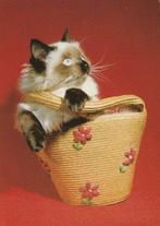 KAT    1, Verzenden, Gelopen, Hond of Kat