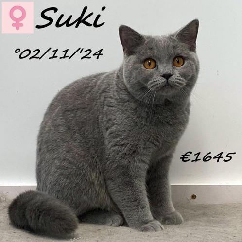 "Suki" Blauwe Britse Korthaar - kattinnetje te koop, Dieren en Toebehoren, Katten en Kittens | Raskatten | Korthaar, Poes, 0 tot 2 jaar