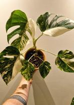 Monstera Variegata Albo Marbled (volledige plant)), Ophalen