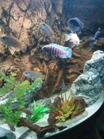 6 volwassen cichliden, 6 Botia's lohachata en ancistrussen, Dieren en Toebehoren, Vissen | Aquariumvissen