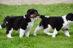Border Collie pups te koop, Dieren en Toebehoren, Honden | Herdershonden en Veedrijvers, CDV (hondenziekte), Meerdere, 8 tot 15 weken