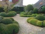 Buxus voor wolken te maken ( van kweker !), Tuin en Terras, Ophalen