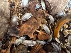 Porcellio Laevis „MilkBack”, Overige soorten
