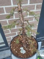 bonsai, Tuin en Terras, Ophalen