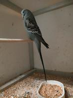 Engelse parkiet 2025., Dieren en Toebehoren, Parkiet