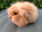 Teddy widder, Dieren en Toebehoren, Konijnen