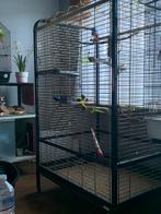 grote papegaaienkooi, Dieren en Toebehoren