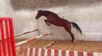 Twee jarige merrie, Dieren en Toebehoren, Merrie, Springpaard, Minder dan 160 cm, Gechipt