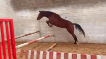 Twee jarige merrie, Dieren en Toebehoren, Paarden, Merrie, Springpaard, Minder dan 160 cm, Gechipt