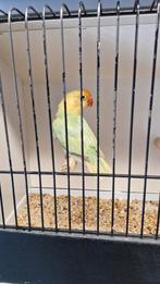 A. Fischeri Opaline Bl1Bl2 dilute, Dieren en Toebehoren, Vogels | Parkieten en Papegaaien