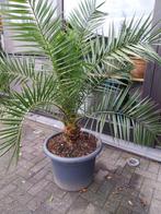 Diverse palmplanten, Ophalen