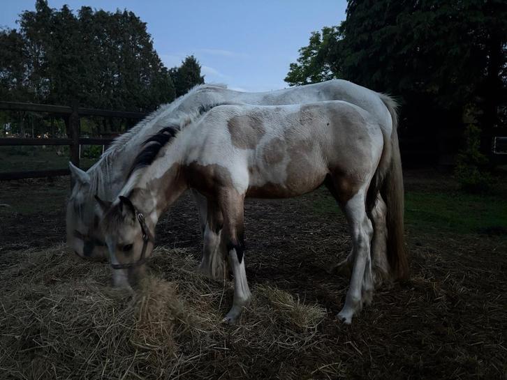 Weiland gezocht omgeving Wuustwezel wernhout, Dieren en Toebehoren, Stalling en Weidegang, Weidegang, 4 paarden of pony's of meer