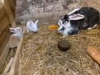 6 vlaamse reuzen, Dieren en Toebehoren, Konijnen, Meerdere dieren, Groot, 0 tot 2 jaar