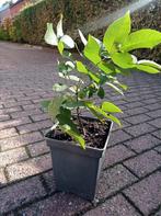 Notelaar, Tuin en Terras, Ophalen