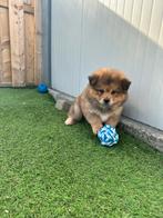 Prachtige Teddy dog pups ( chow chow x dwergkees), Animaux & Accessoires, Chiens | Huskys, Loulous & Types primitifs, Autres races