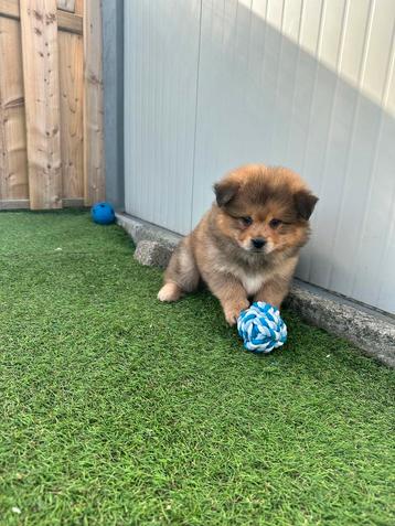 Prachtige Teddy dog pups ( chow chow x dwergkees) 