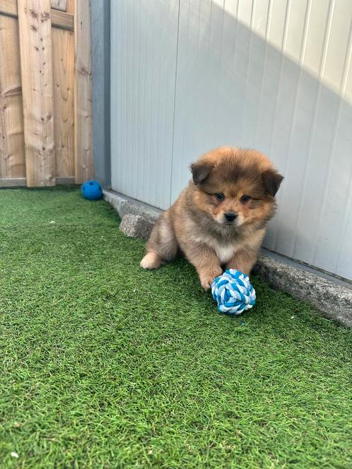 Prachtige Teddy dog pups ( chow chow x dwergkees), Animaux & Accessoires, Chiens | Huskys, Loulous & Types primitifs, Plusieurs animaux