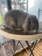 Duitse hangoor konijn, Dieren en Toebehoren, Konijnen, Hangoor