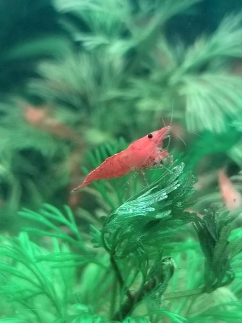 Vuurgarnalen neocardia garnalen rood, Dieren en Toebehoren, Vissen | Aquaria en Toebehoren, Zo goed als nieuw, Ophalen