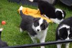 Border collie pups, zwart-wit, Animaux & Accessoires, Chiens | Bergers & Bouviers, Parvovirose, Plusieurs, Belgique, 8 à 15 semaines
