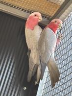 Rose Kakatoe kweekkoppel, Meerdere dieren, Papegaai, Geringd