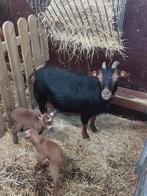 Belle couleur noire et beige avec des agneaux., Plusieurs animaux, Chèvre, 3 à 5 ans