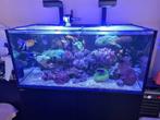Red Sea 45 zee aquarium, Dieren en Toebehoren, Ophalen, Gebruikt