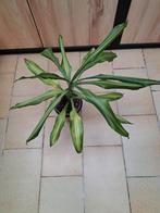 Dracaena nr 29, Ophalen