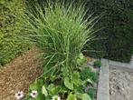 3 planten miscantus zebrinus + 3 arondkelk planten, Tuin en Terras, Planten | Tuinplanten, Ophalen, Siergrassen