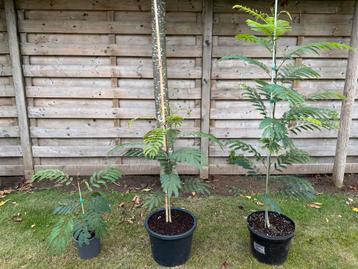 Albizia julibrissin (perzische slaapboom) beschikbaar voor biedingen