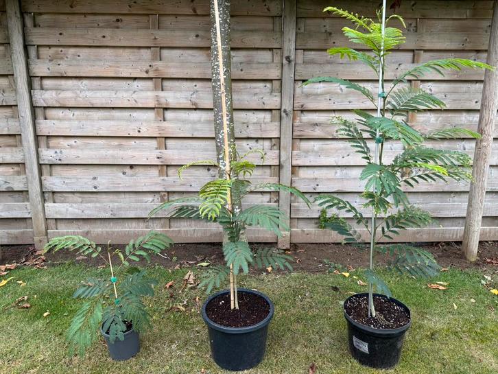 Albizia julibrissin (perzische slaapboom), Tuin en Terras, Planten | Bomen, Bolboom, 100 tot 250 cm, Volle zon, In pot, Ophalen