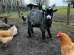 1 jarige schimmelbok, Dieren en Toebehoren, Schapen, Geiten en Varkens, Mannelijk, Geit, 0 tot 2 jaar