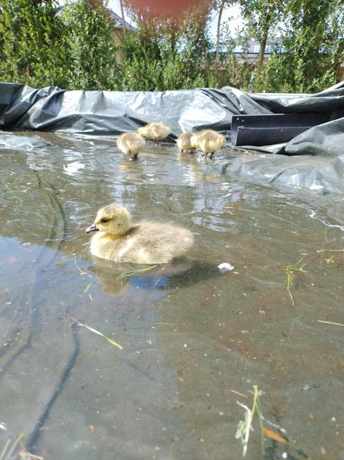 Kuikens Canadese ganzen, Dieren en Toebehoren, Pluimvee, Gans of Zwaan, Geslacht onbekend