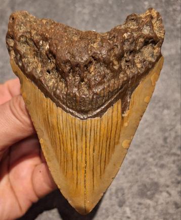 MEGALODON TAND USA	115	gr	10.3x7.3x1.9	cm beschikbaar voor biedingen