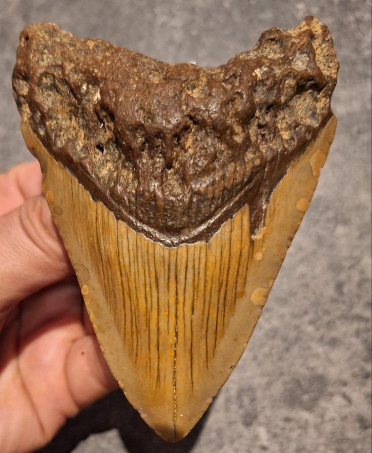 MEGALODON TAND USA	115	gr	10.3x7.3x1.9	cm, Verzamelen, Mineralen en Fossielen, Fossiel, Ophalen of Verzenden