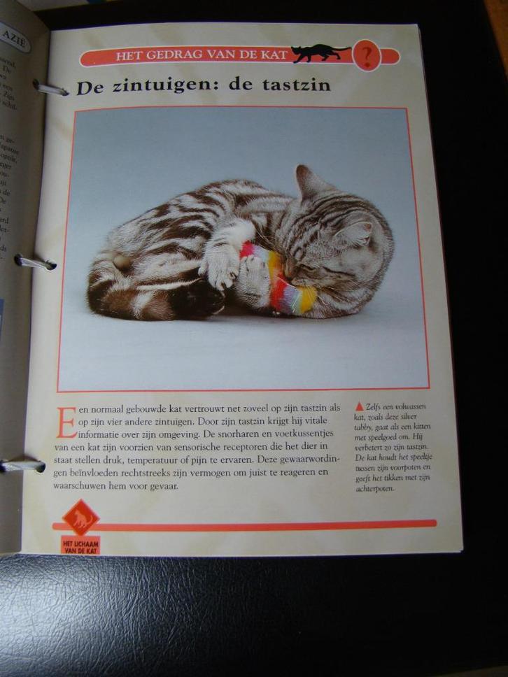 KATTEN Encyclopedie fiche systeem  – losbladig uitgave 50 bl, Boeken, Dieren en Huisdieren, Zo goed als nieuw, Katten, Ophalen