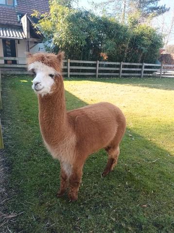 Alpacahengst te koop beschikbaar voor biedingen