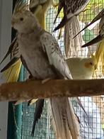 Valkparkieten, Dieren en Toebehoren